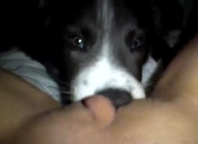 Video :Dog oral sex with girl rubbing her pussy while getting licked by dog